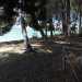 ...si tratta di alberi piantati qui dopo unoperazione di rimboschimento...